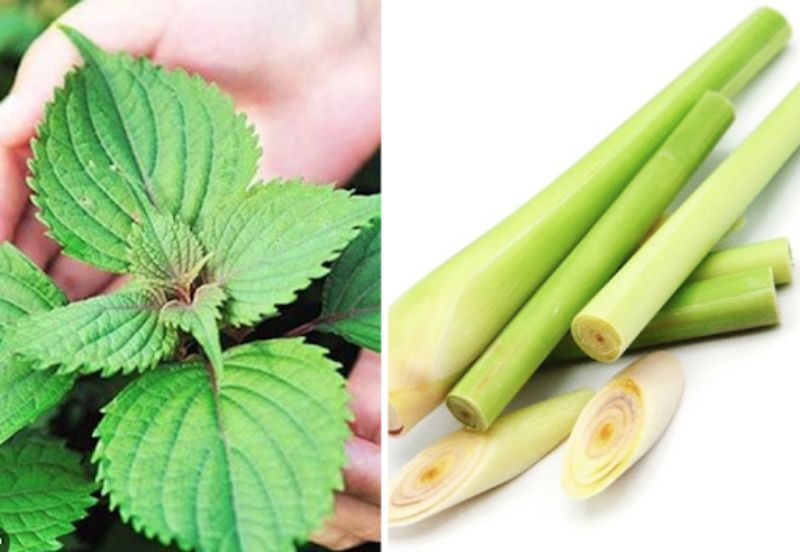 Dùng lá tía tô và sả để xông mặt