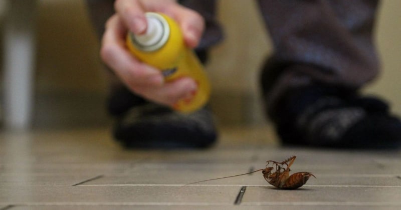 Đuổi gián hiệu quả bằng thuốc và bình xịt chuyên dụng