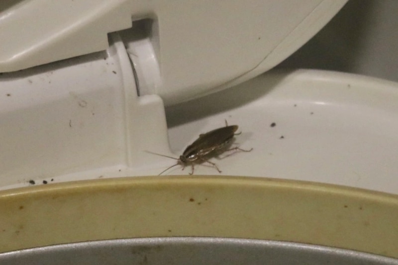 Tác hại khi có gián trong nhà tắm