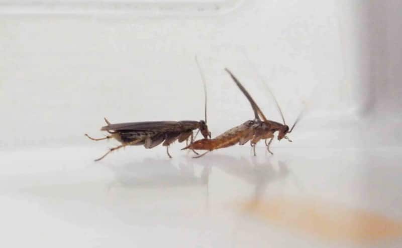 Nguyên nhân gián thường xuất hiện trong nhà tắm