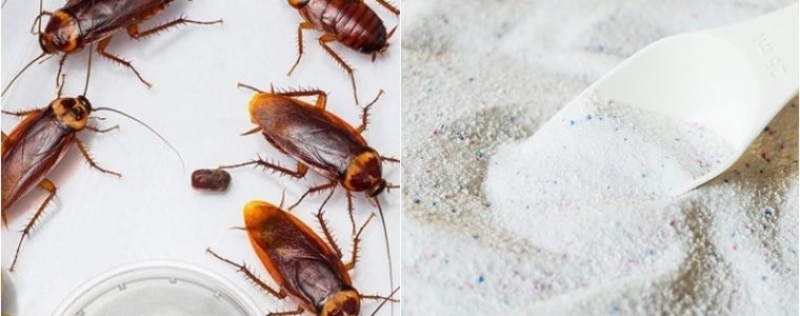 Cách đuổi gián trong nhà tắm bằng bột giặt 
