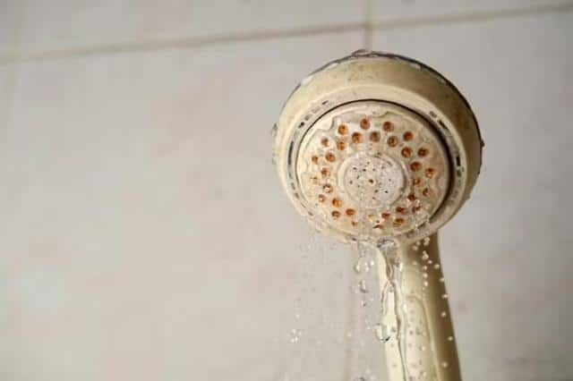 Sen cây bị rò rỉ nước