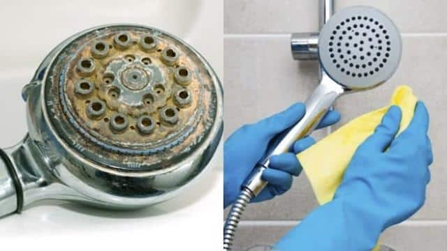 Tại sao cần vệ sinh sen cây